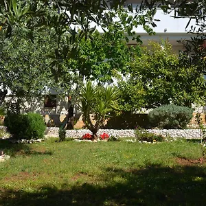Maslina , Trogir Horvátország